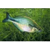 Aquamarin Regenbogenfisch - Melanotaenia Lacustris