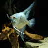 Scalaire Avatar Turkey Green Smoked Ange - Pterophyllum Scalare