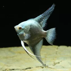 Skalare Avatar Turkey Green Smoked Ange - Pterophyllum Scalare