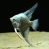 Scalaire Avatar Turkey Green Smoked Ange - Pterophyllum Scalare