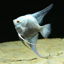 Scalaire Avatar Turkey Green Smoked Ange - Pterophyllum Scalare