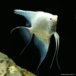 Scalaire Platinium - Pterophyllum Scalare