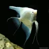 Scalaire Platinium - Pterophyllum Scalare