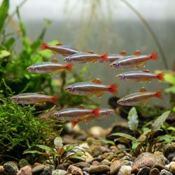Cardinal - Tanichthys Albonubes