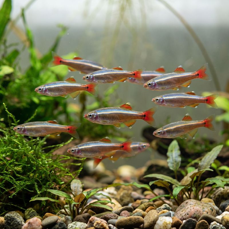 Kardinalfisch - Tanichthys Albonubes
