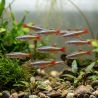 Cardinal - Tanichthys Albonubes