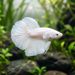 Betta Femmina Halfmoon Platinium - Betta Splendens