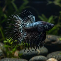 Betta Mâle Crowntail Black Metalic - Betta Splendens