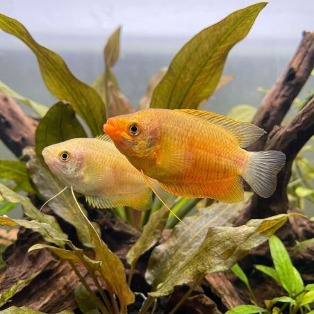 Colisa Labiosa Gold - Colisa Labiosa Gold