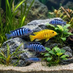 Pseudotropheus Lombardoi - Pseudotropheus Lombardoi