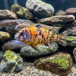 Pseudotropheus Zebra Ob - Pseudotropheus Zebra Ob