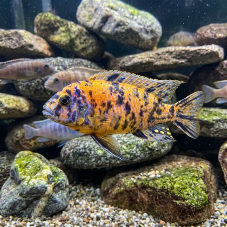 Pseudotropheus Zebra Ob - Pseudotropheus Zebra Ob