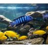 Pseudotropheus Saulosi - Pseudotropheus Saulosi