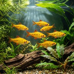 Barbus Golden - Puntius Sachsii