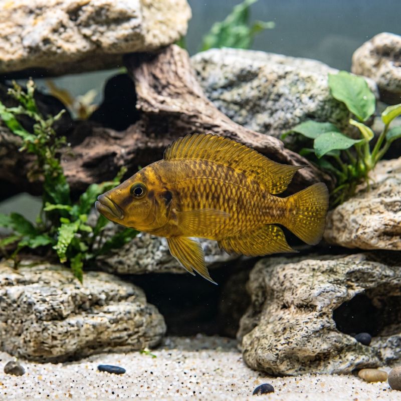 Altolamprologus Compressiceps Gold - Altolamprologus Compressiceps