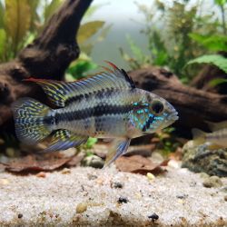 Apistogramma À Trois Bandes - Apistogramma Trifasciata
