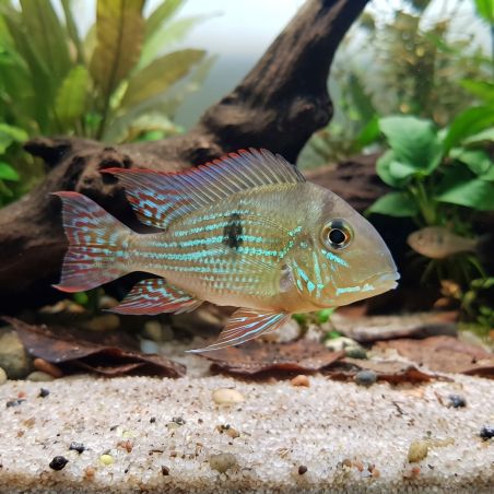 Geophagus Bleu - Geophagus Sveni