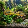 Herotilapia Multispinosa - Archocentrus Multispinosus