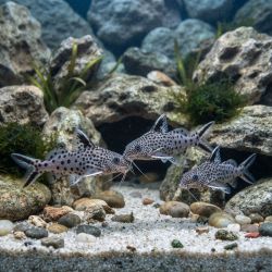 Synodonte Coucou Du Tanganika - Synodontis Petricola