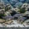 Synodonte Coucou Du Tanganika - Synodontis Petricola