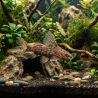 Schmuckflossen-Fiederbartwels - Synodontis Eupterus