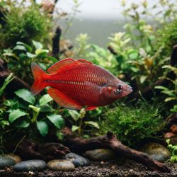 Poisson Arc-En-Ciel Rouge - Glossolepis Incisus