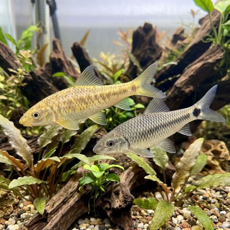 Crossocheilus Reticulatus Golden - Crossocheilus Reticulatus