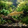 Golden Pinselalgenfresser - Crossocheilus Reticulatus