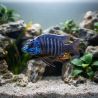 Placidochromis Electra - Placidochromis Electra