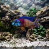 Cichlidé De Boadzulu - Nyassachromis Boadzulu