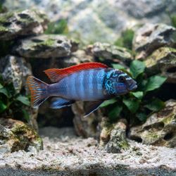 Labeotropheus Trewavasae - Labeotropheus Trewavasae