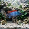 Labeotropheus Trewavasae - Labeotropheus Trewavasae