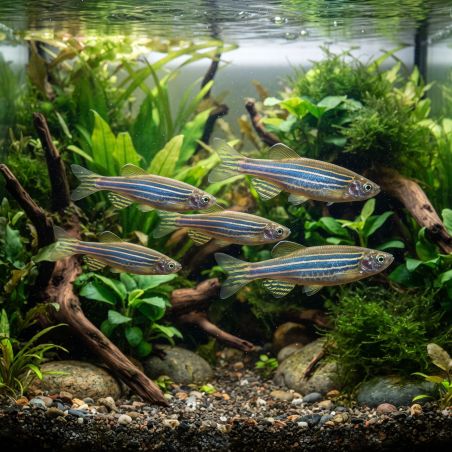 Danio Aequipinatum - Danio Aequipinatum