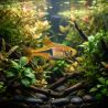 Rasbora Arlequin Jaune - Trigonostigma Heteromorpha Gold