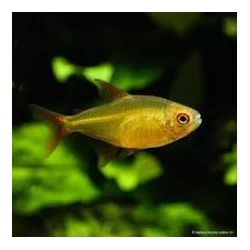 Tétra Flamme Jaune - Hyphessobrycon Flammeus Jaune