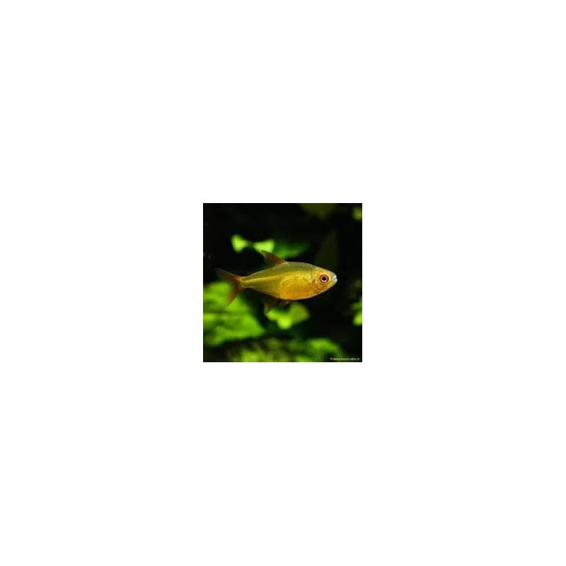 Tétra Flamme Jaune - Hyphessobrycon Flammeus Jaune