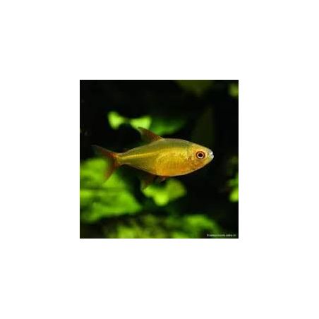 Tétra Flamme Jaune - Hyphessobrycon Flammeus Jaune