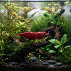 Crevette Cerise Femelle - Neocaridina Davidi