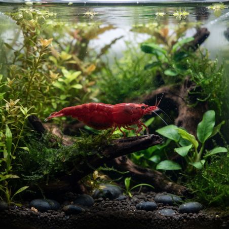 Crevette Cerise Femelle - Neocaridina Davidi