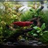 Crevette Cerise Femelle - Neocaridina Davidi