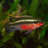 Cichlidé Pourpre Super Rouge - Pelvicachromis Pulcher Super Red