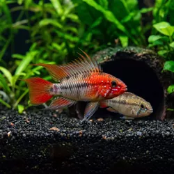Cichlide Nain De Villavicencio Red Mask - Apistogramma Macmasteri Red Mask