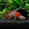 Cichlide Nano Maschera Villavicencio - Apistogramma Macmasteri Red Mask