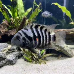 Cichlidé Zebré - Cichlasoma Nigrofasciatum