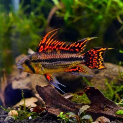 Cichlidé Nain Perroquet Orange Fire Red - Apistogramma Cacatuoides Orange Fire Red