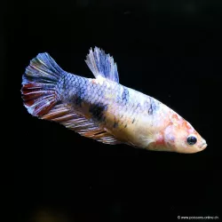 Betta Femelle Plakat Koi - Betta Splendens