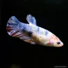 Betta Femelle Plakat Koi - Betta Splendens