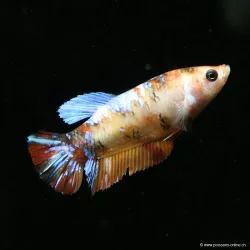 Betta Femelle Plakat Koi - Betta Splendens