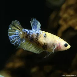 Betta Femelle Plakat Koi - Betta Splendens