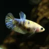 Betta Femelle Plakat Koi - Betta Splendens